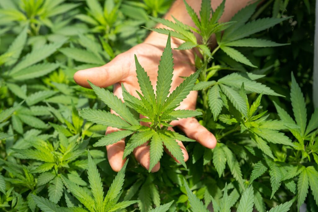 CBD le plus puissant : comment choisir et bien l’utiliser 2 CBD le plus puissant : comment choisir et bien l’utiliser