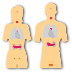 Dérèglement thyroïde et stress : mieux gérer et soulager 💆♀️🔥