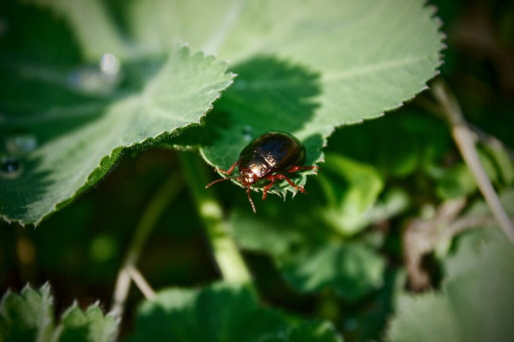 Reconnaître les piqûres d’insectes : guide complet 🦟✅ 2 Reconnaître les piqûres d’insectes : guide complet 🦟✅