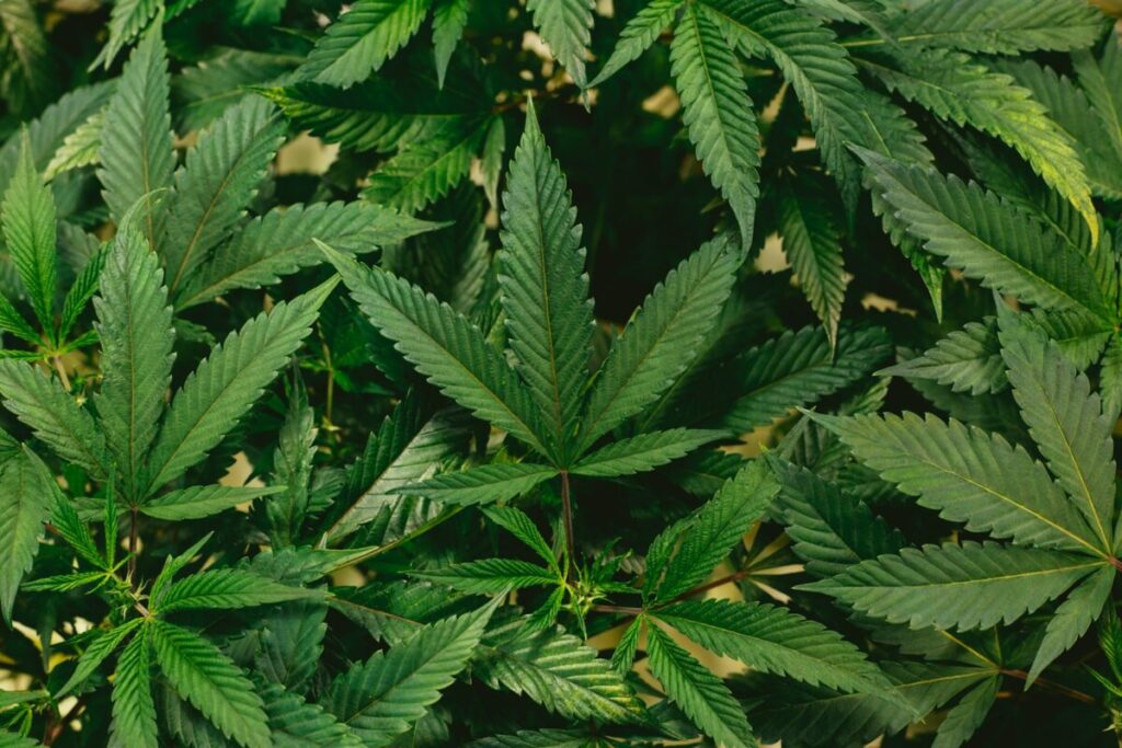 Cannabis Barcelone : guide des clubs en 2025