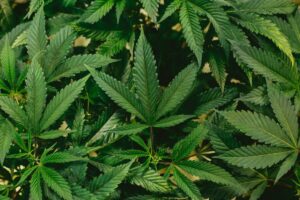 Cannabis Barcelone : guide des clubs en 2025