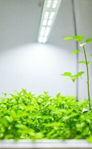 Culture Indoor : Guide Complet pour Réussir Vos Plantations