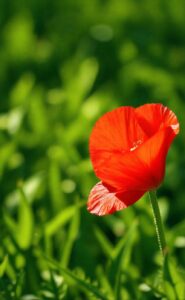 Nom de fleur : signification et symbolisme