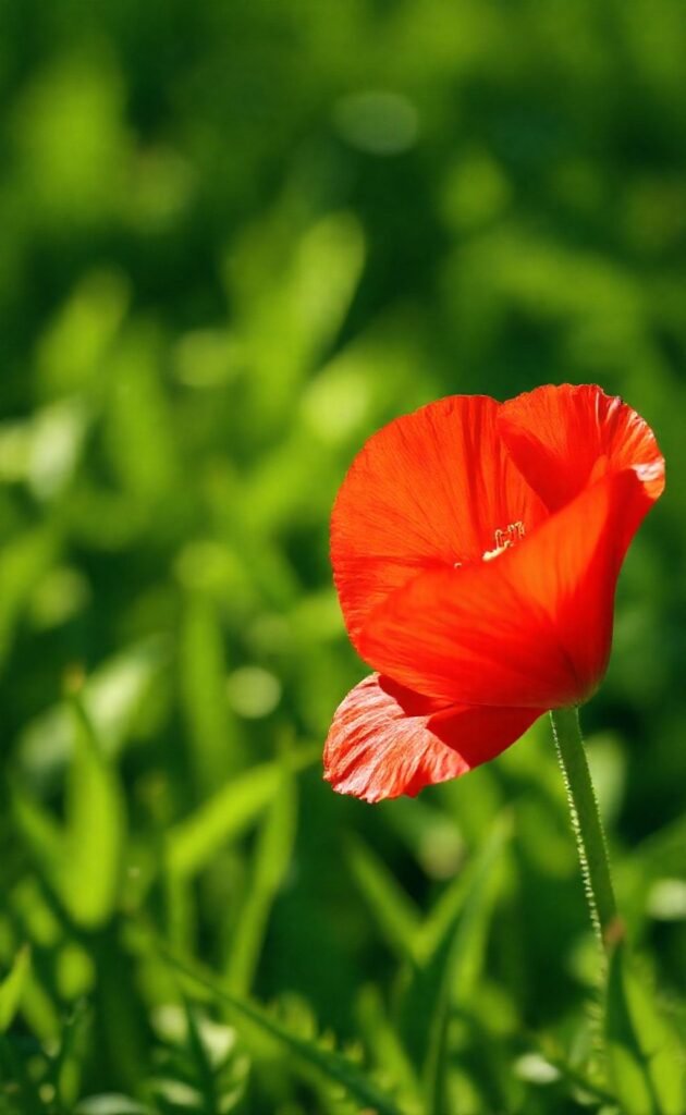 Nom de fleur : signification et symbolisme