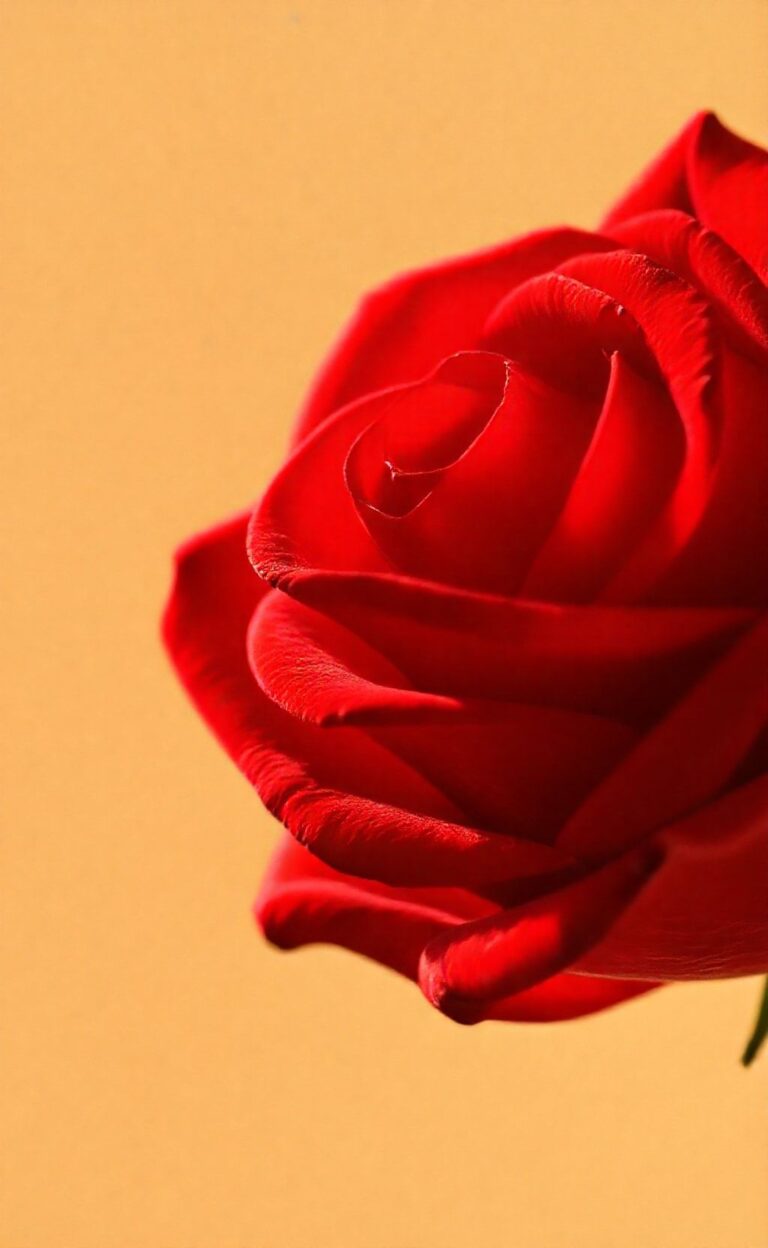 RED by SFR : Guide Complet 2025 Forfaits Mobiles et Box 52 red