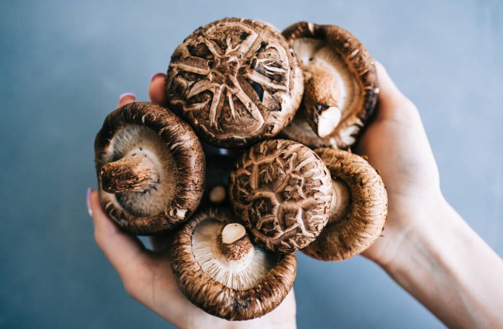 Shiitake : Champignon Médicinal aux Multiples Vertus et Bienfaits
