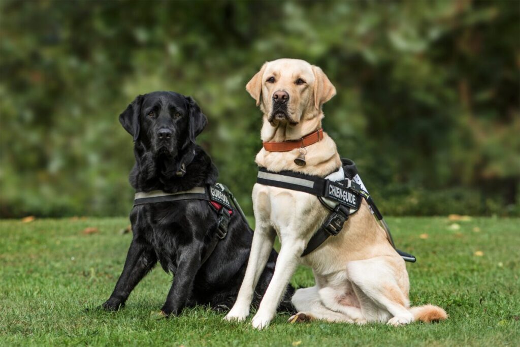 Handicap visuel : 3 bonnes raisons d’opter pour les chiens guides