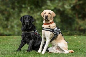 Handicap visuel : 3 bonnes raisons d’opter pour les chiens guides
