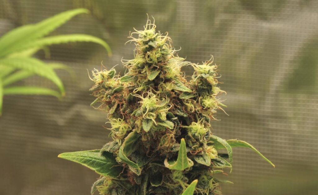 Fleurs de CBD : ce que les terpènes révèlent sur leur qualité 3 Fleurs de CBD : ce que les terpènes révèlent sur leur qualité