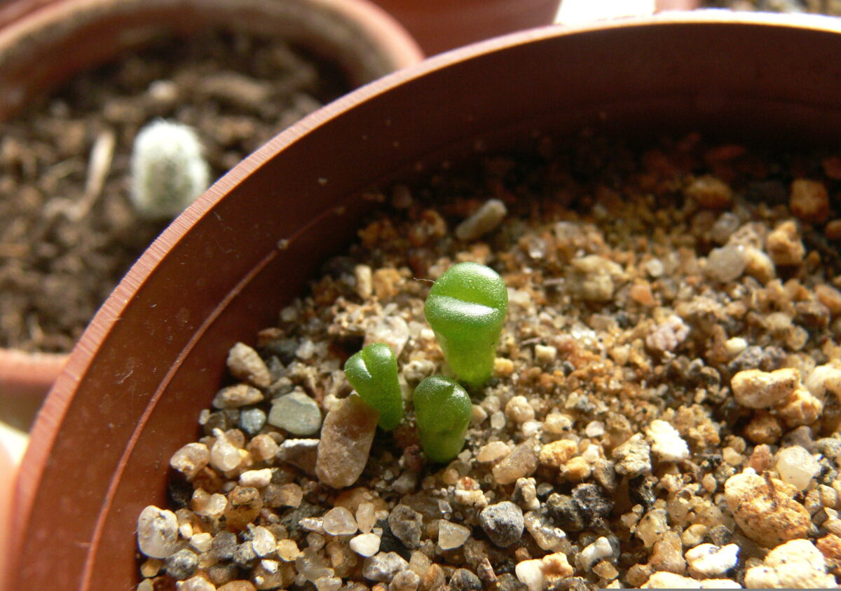 Le guide complet des plantes pour ralentir le vieillissement cellulaire 1 guide complet des plantes
