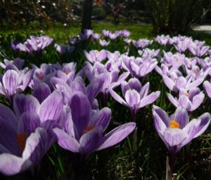 Plantes adaptogènes : les 7 meilleures anti-stress